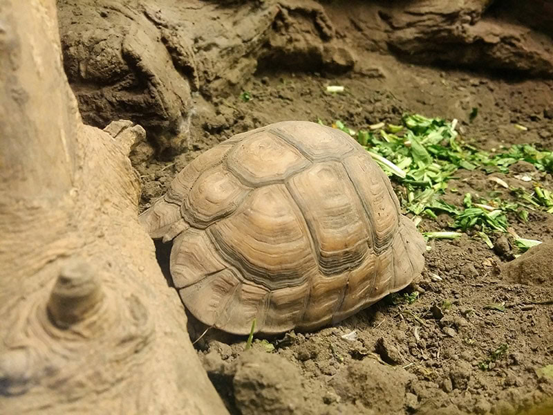 Egyptian tortoise sleeping