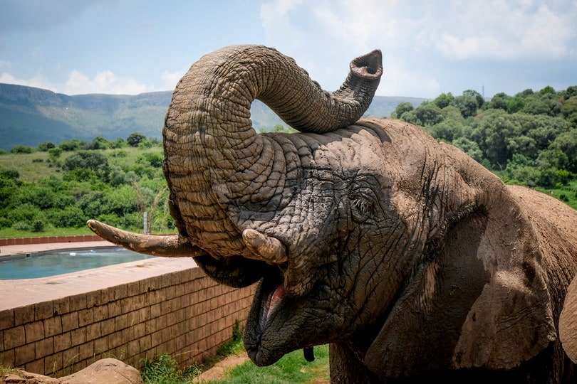 elephant raising its trunk