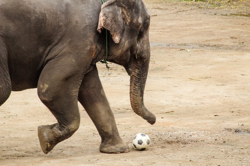 elephant soccer_G.Mallofret_Shutterstock