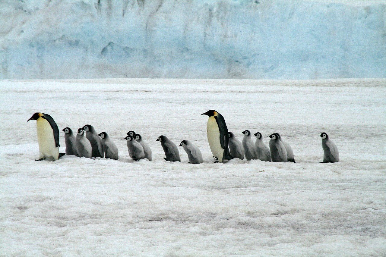 emperor penguines