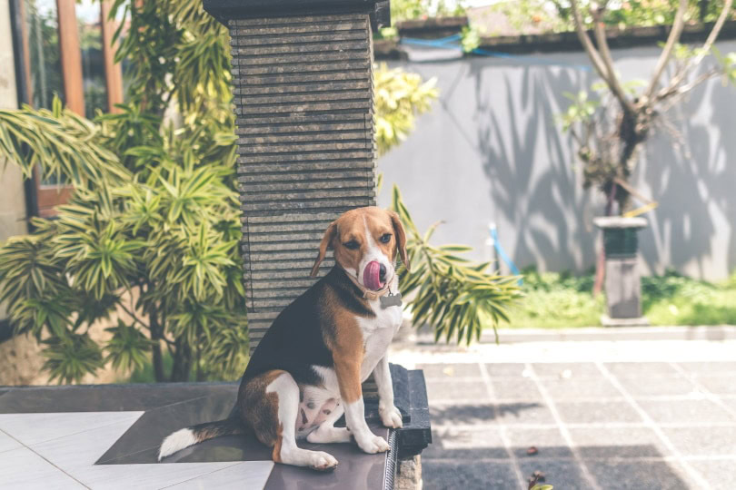 english foxhound_Piqsels