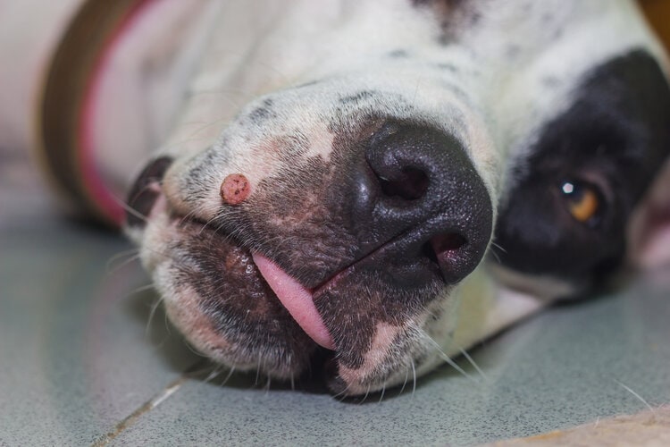 wart on dog's muzzle