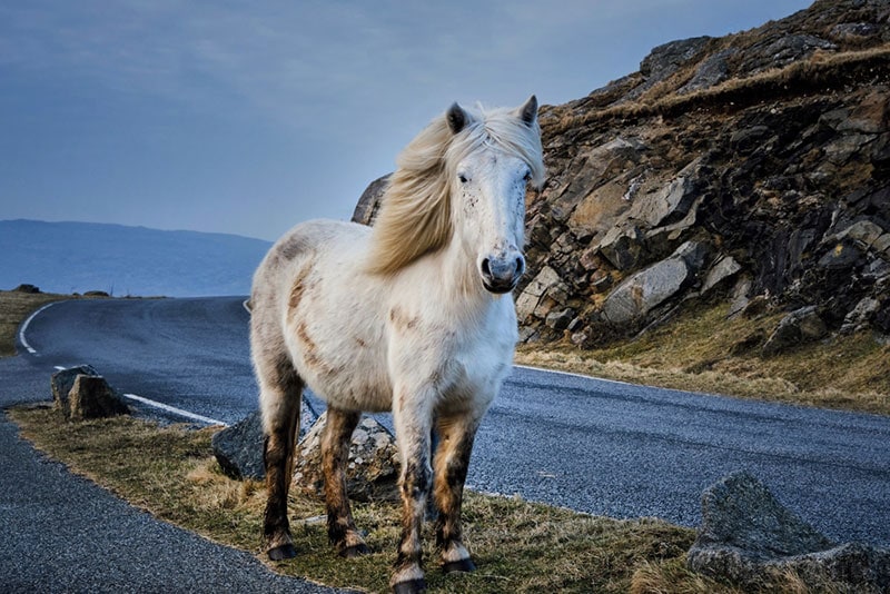 eriskay pony on the roadside