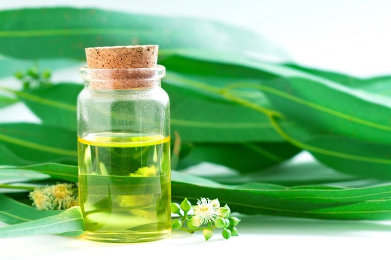 eucalyptus essential oil