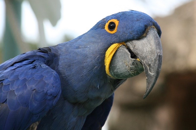 face of a blue macaw