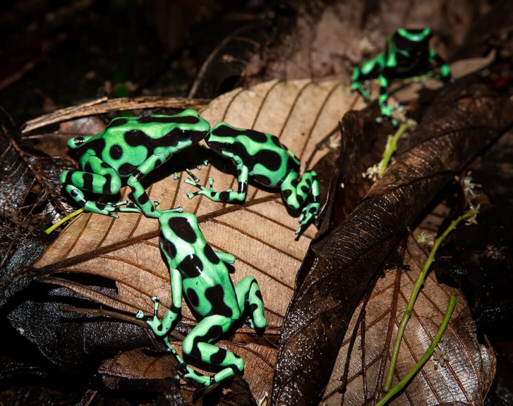 family of green and black poison dart frog