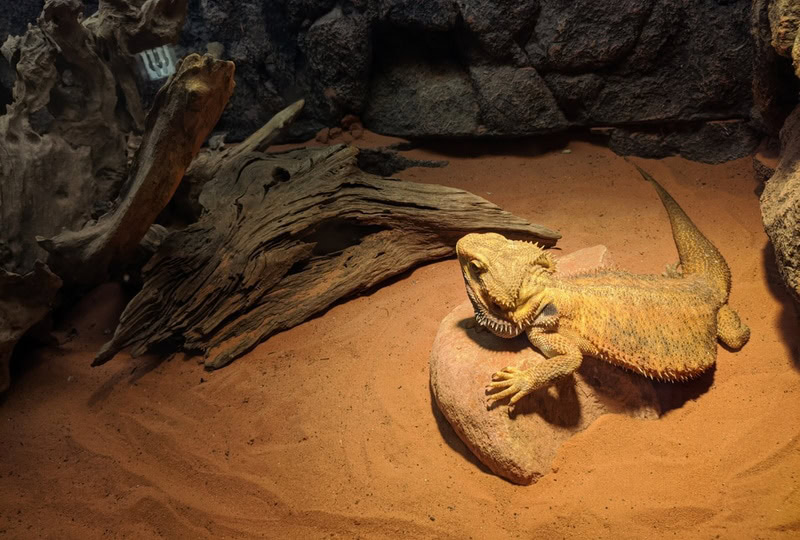 fancy bearded dragon in terrarium