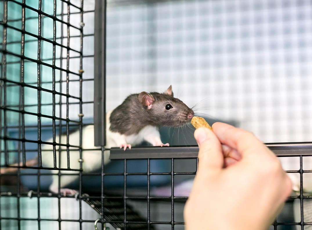 fancy rat in the cage