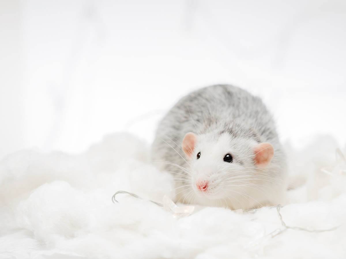 fancy rat