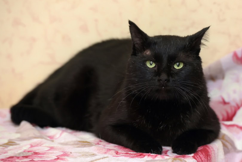 fat bombay cat