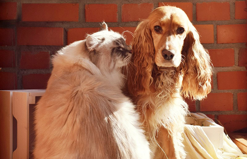 fat cat and dog