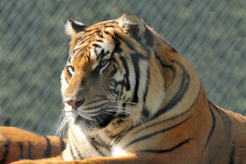 fat tiger in cage