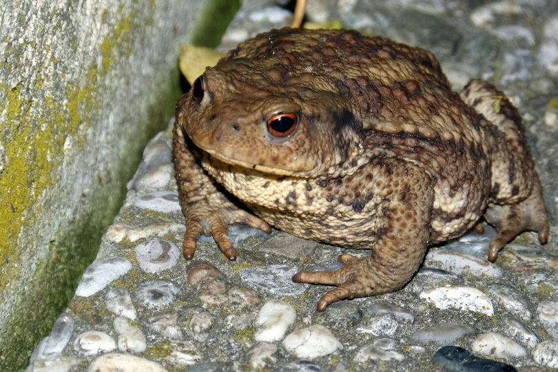 fat toad_Alois Grundner_Pixabay