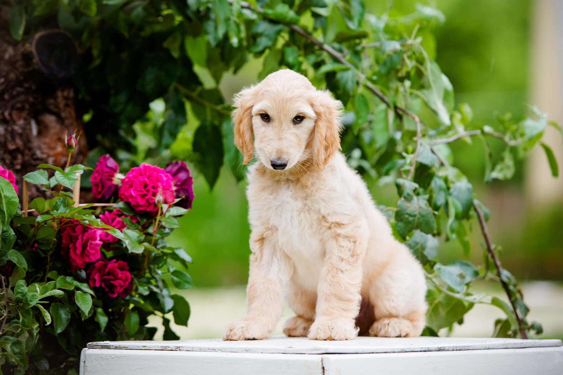 fawn afghan hound puppy