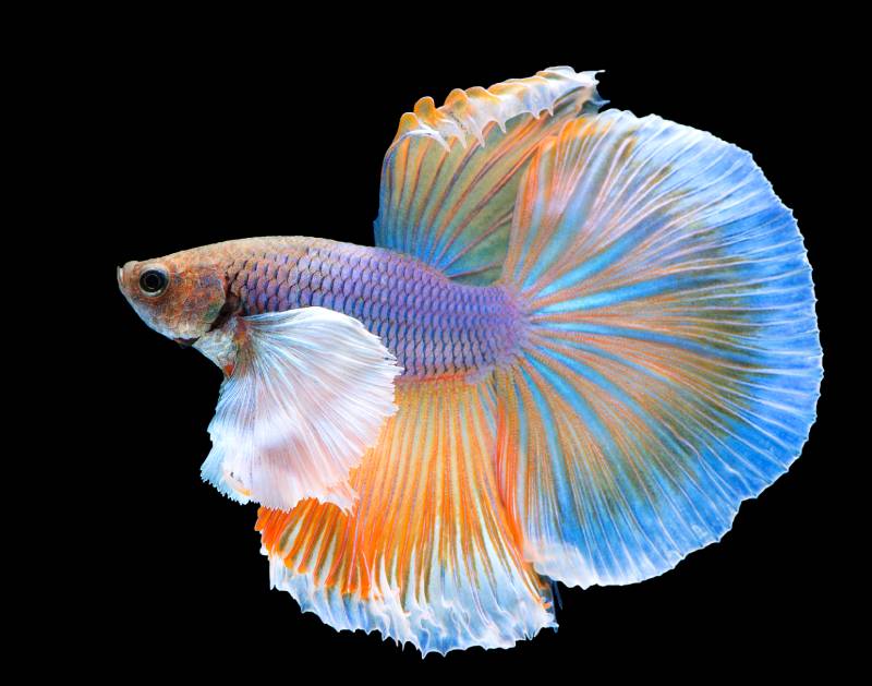 feathertail betta fish in black background
