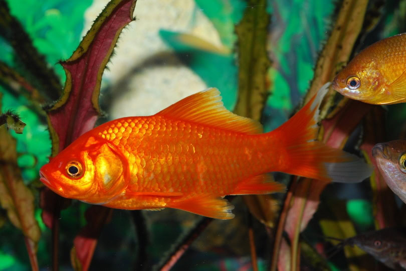 feeder goldfish_Pixabay