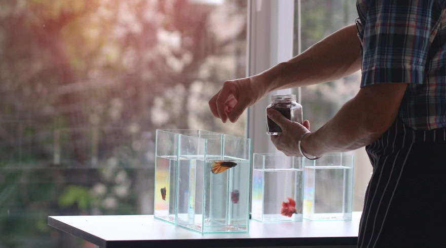 feeding aquarium fish