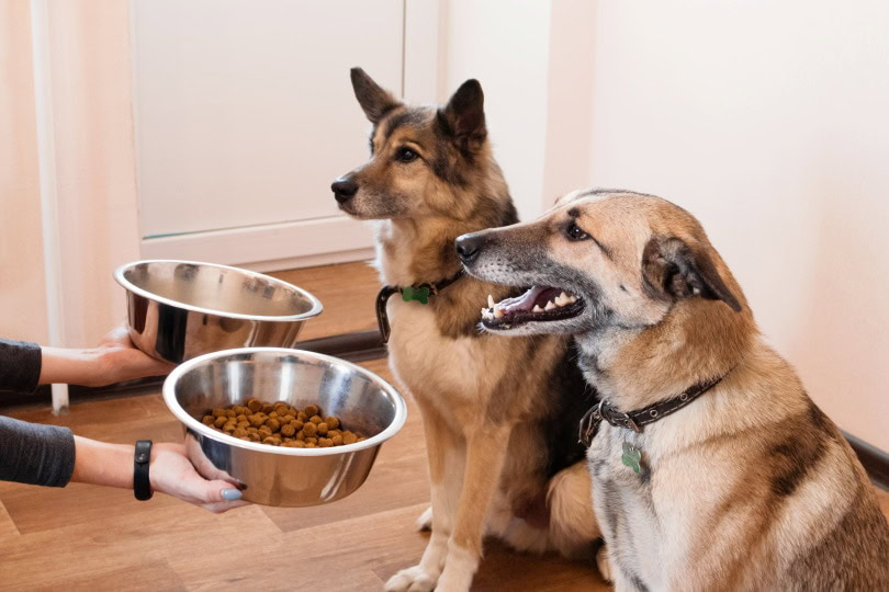 feeding dogs