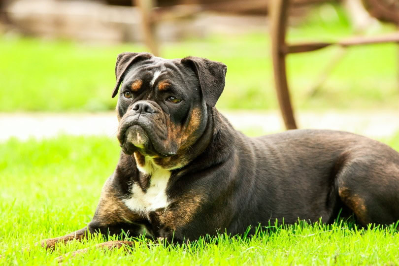 female bulldog lying on grass