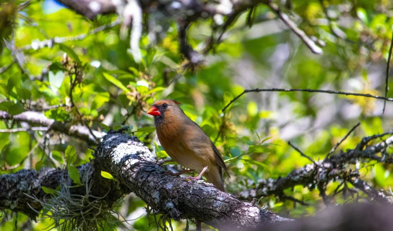 female cardinal_GeorgeB2_Pixabay