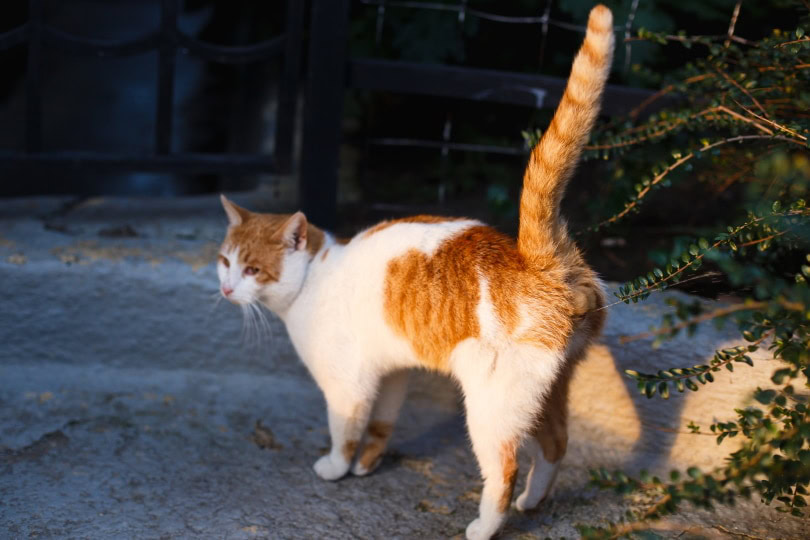 female cat spraing in the garden