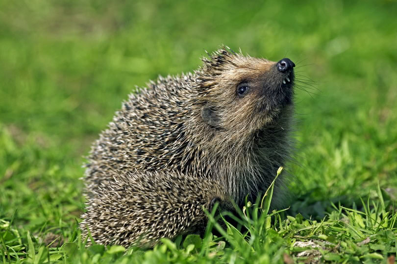 female hedgehog on the grass