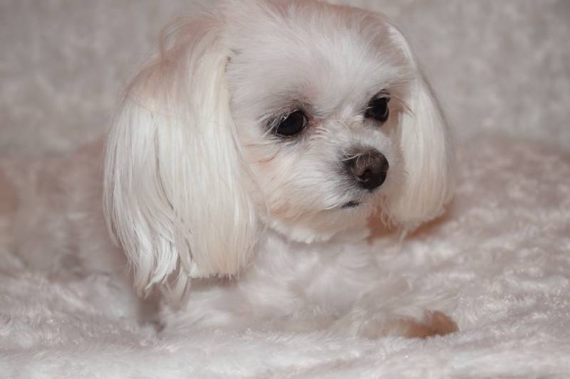 female maltese dog staying and sitting on white bed in bedroom