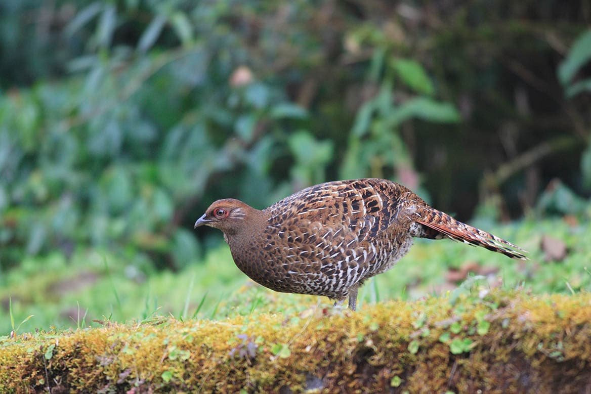 female Mikado Pheasant in Taiwan
