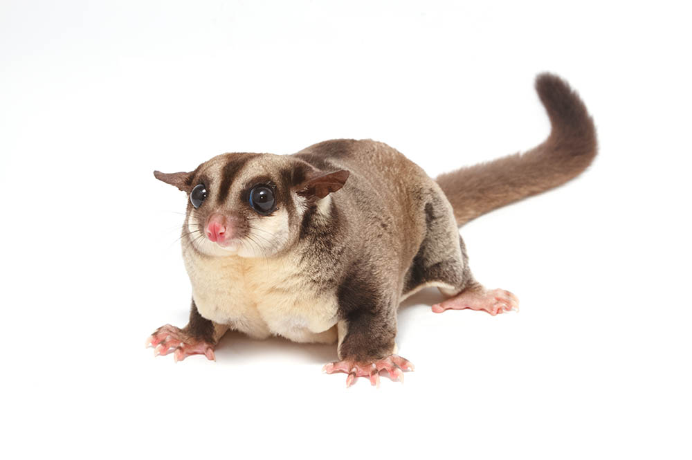 female sugar glider