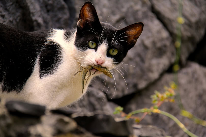 feral cat eating lizard