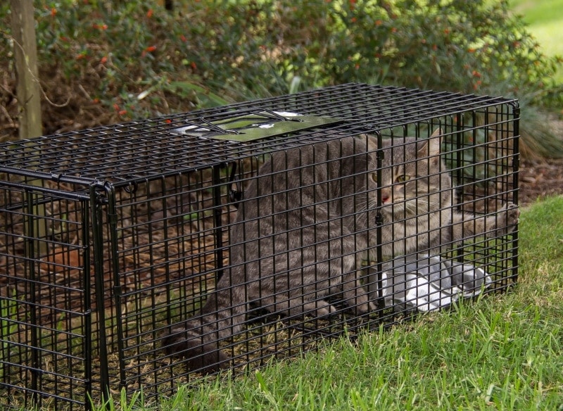 feral cat in the cage