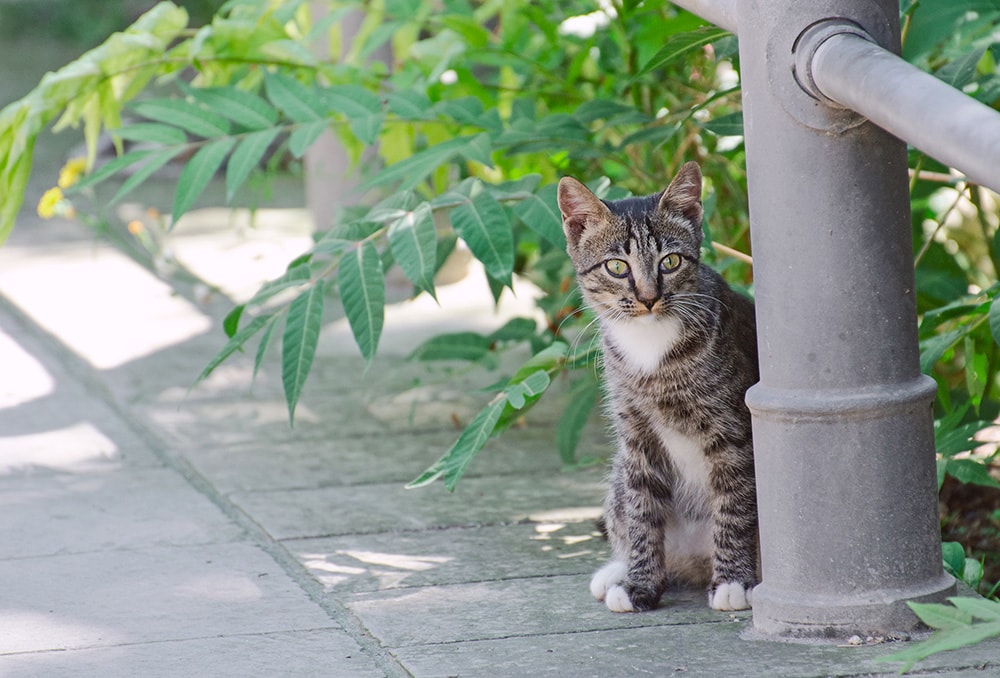 feral cat in the street