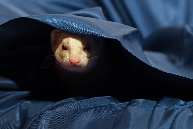 ferret-blanket-pixabay
