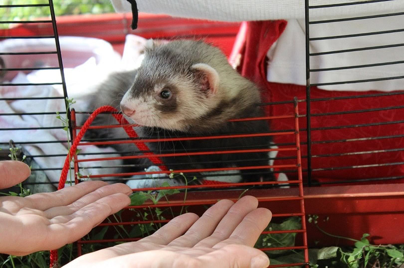 ferret-cage