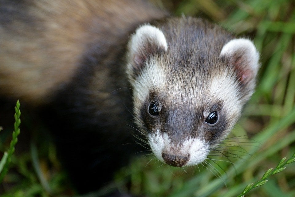 ferret close up