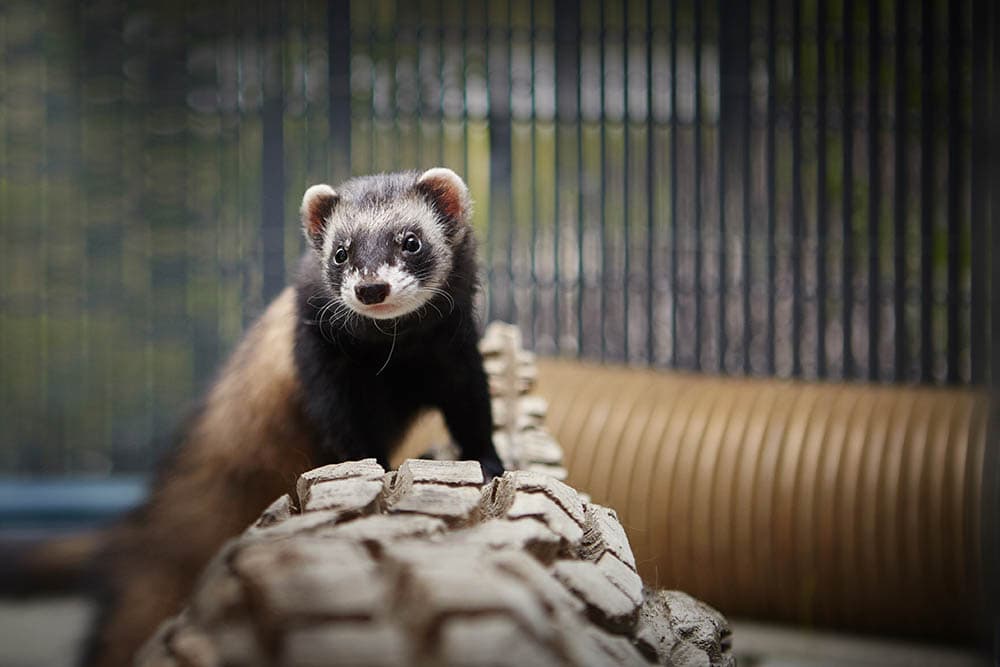 ferret inside its playpen