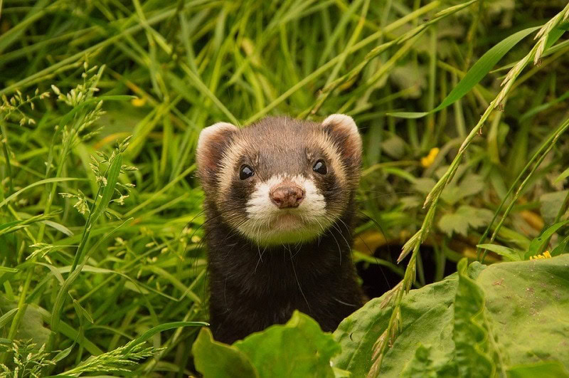 ferret outdoor