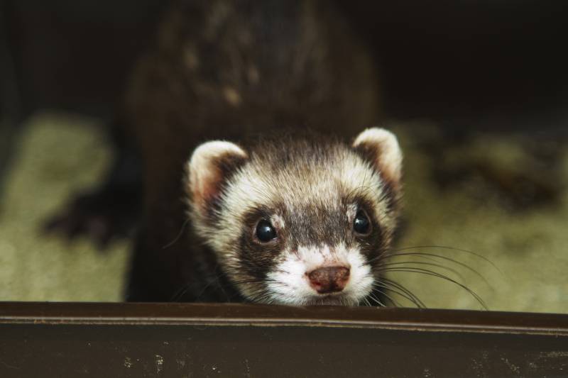 ferret performs the need in his toilet