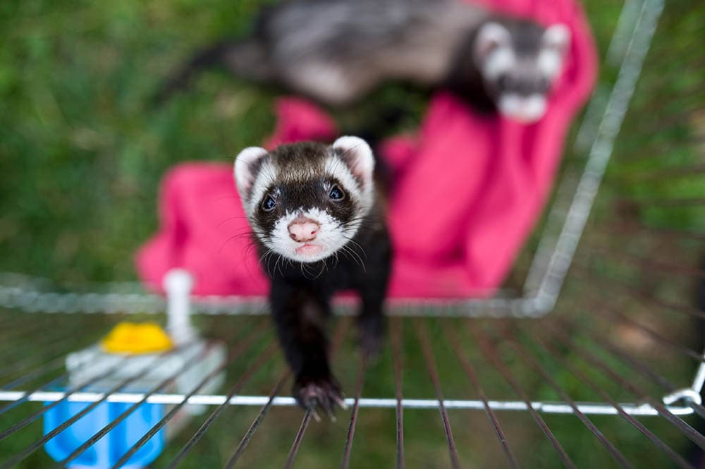 ferret playpen