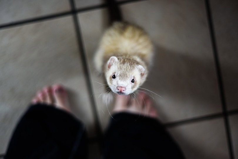 ferret-ready for bath-pixabay