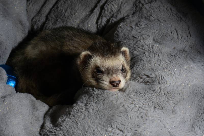 ferret sable sleeping and yawning