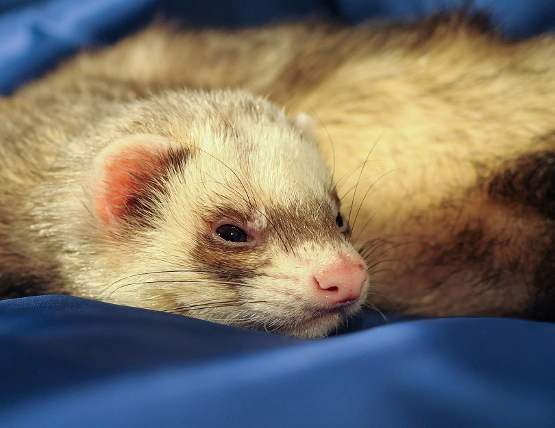 ferret-sleepy-pixabay