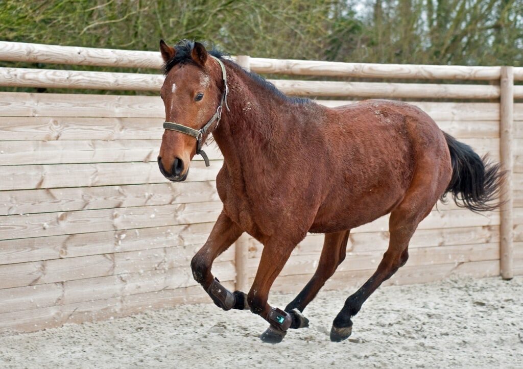 filly horse running