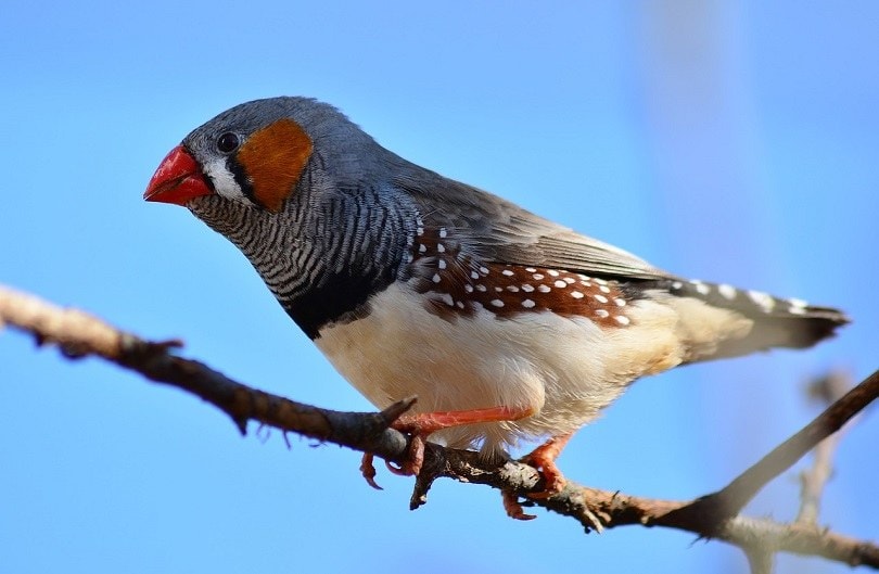 finch-pixabay