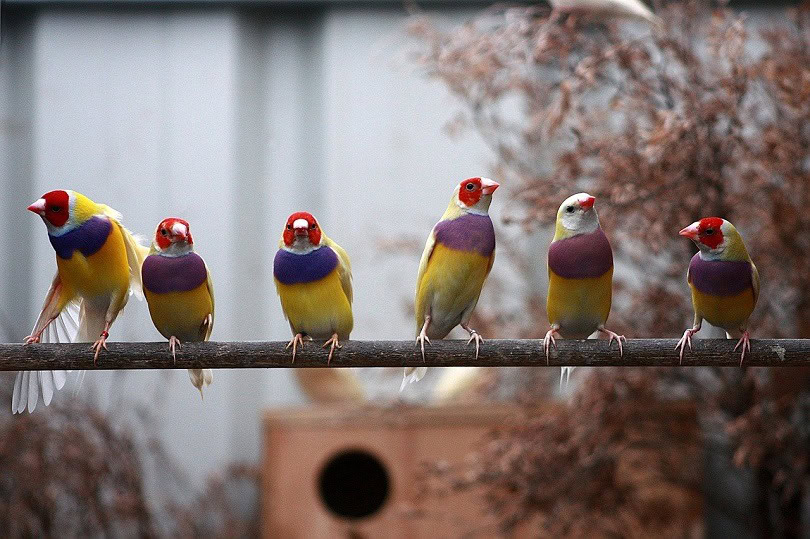 finches-MissKaiser-pixabay