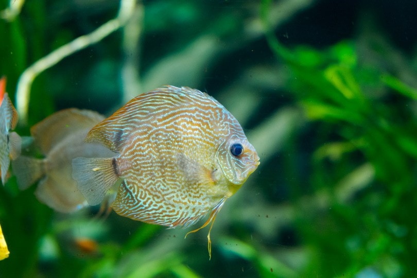 fineline discus_Andrej Jakubik, Shutterstock