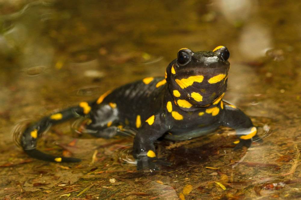 fire salamander