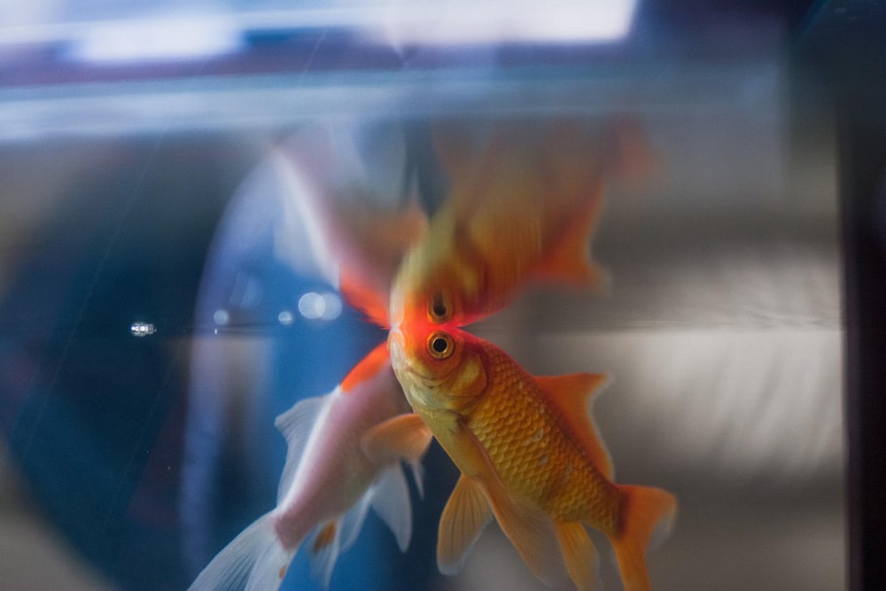 fish in an aquarium