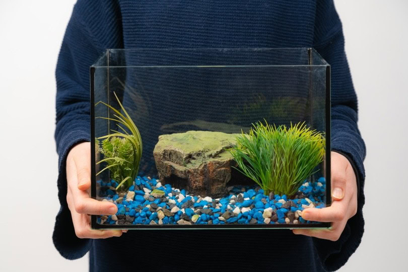 fish tank_Ja Crispy_Shutterstock