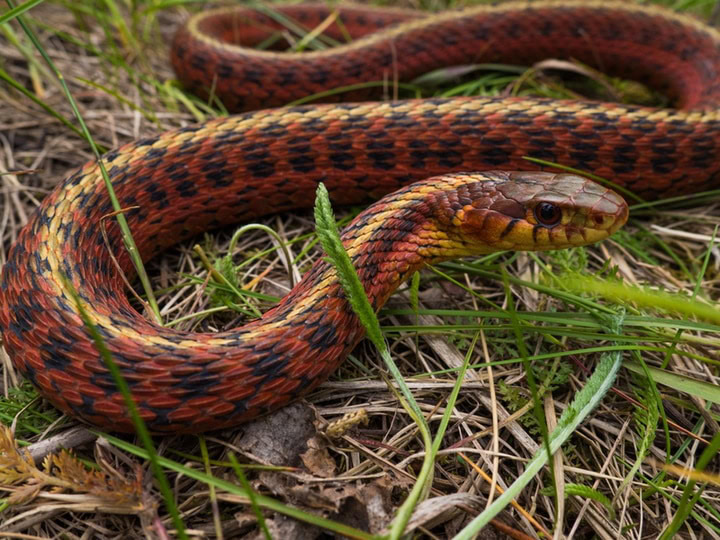 flame garter snake